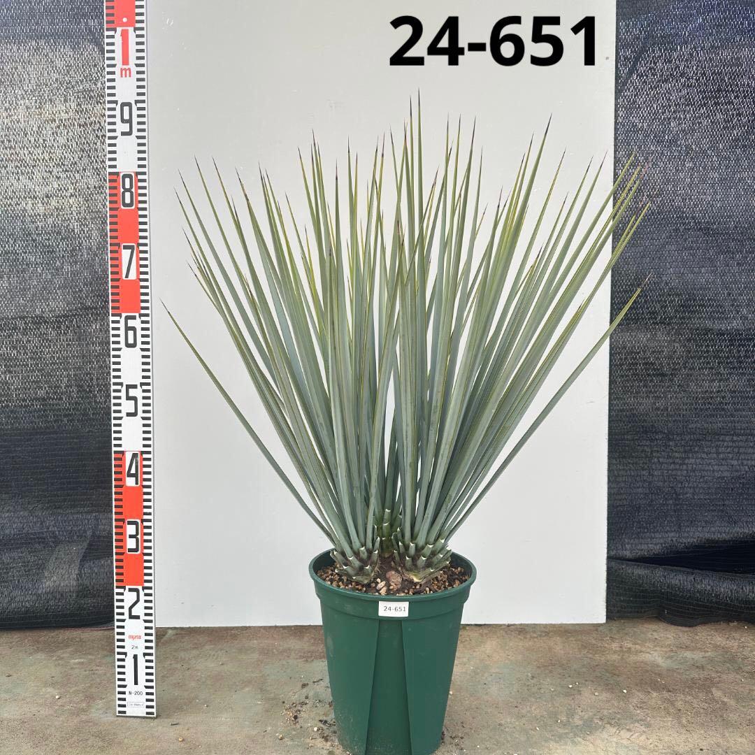 ユッカ　リギダ【24-651】3頭株 Amazon｜ITANSE ユッカ リギダ 10号 1個売り【品種で選べる観葉