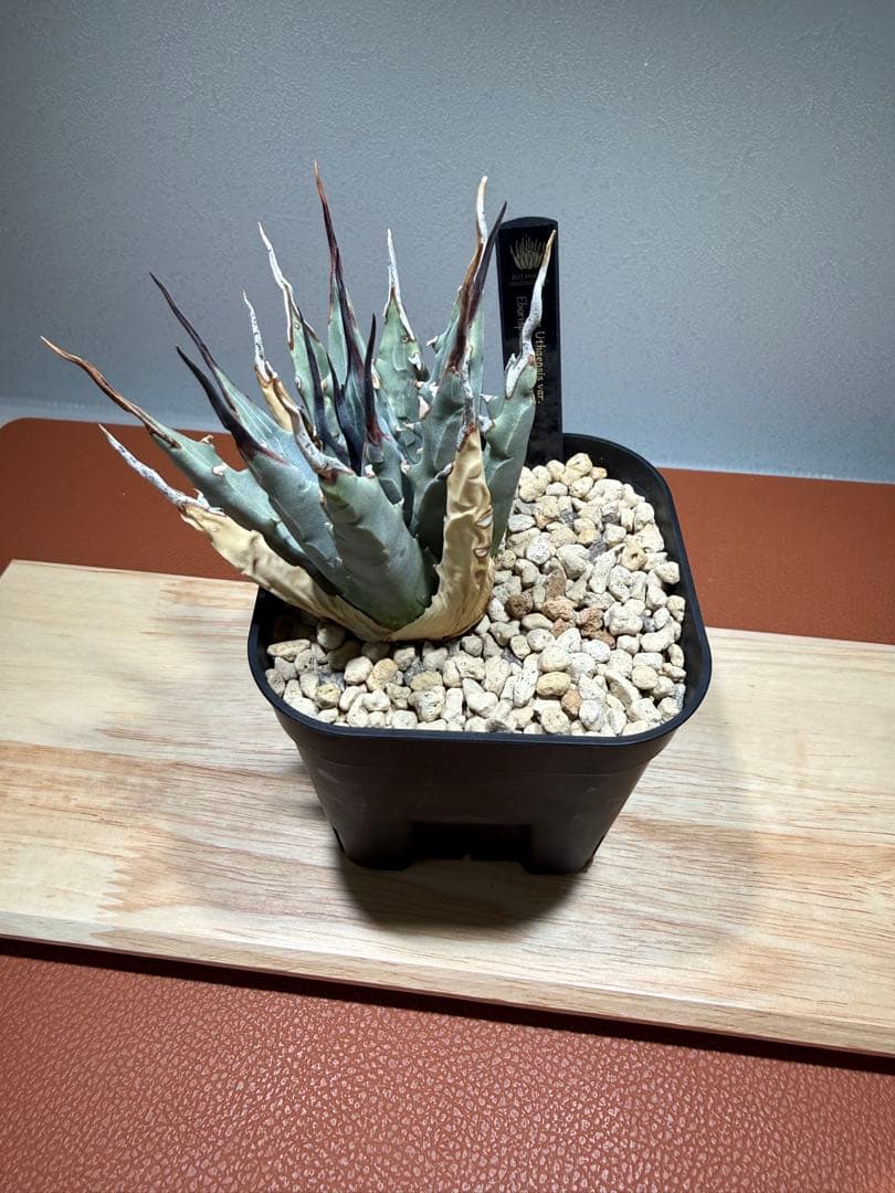 アガベ・ユタエンシス・エボリスピナ