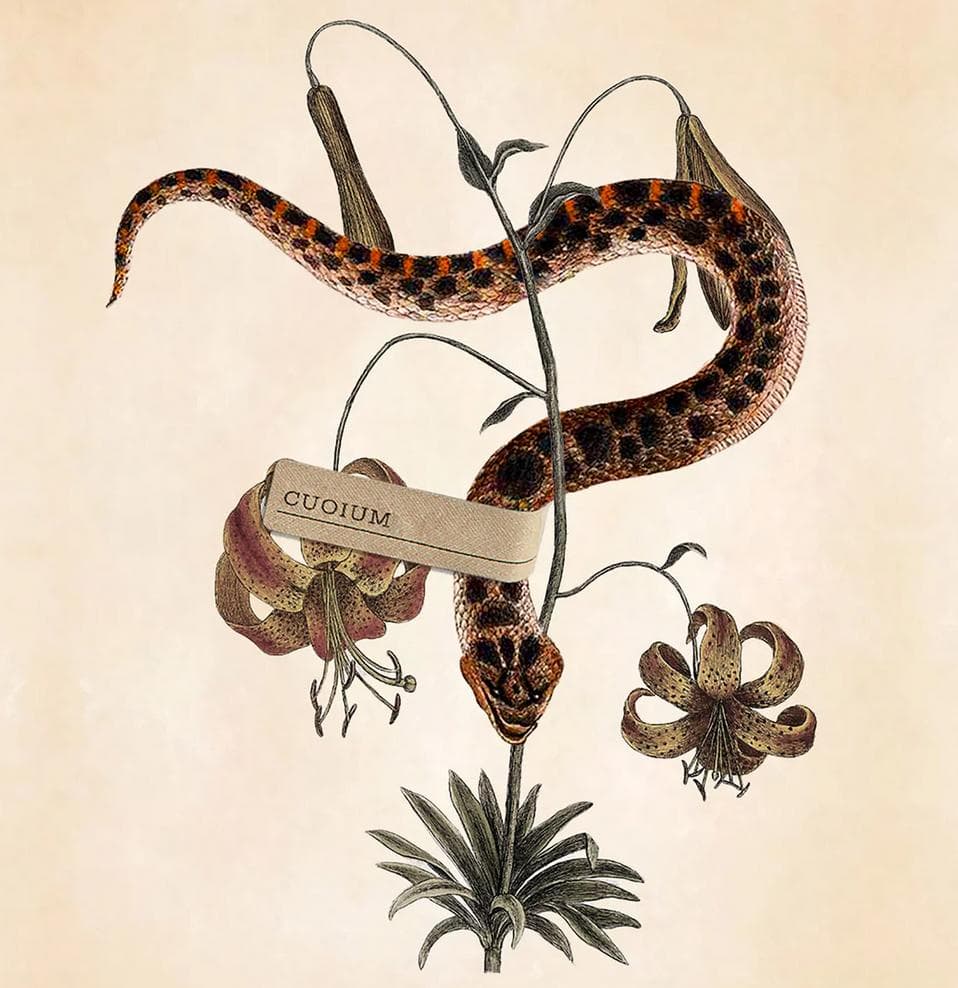 た*な様 Cuoium クオイオム Orto Parisi オルトパリージ - メルカリ