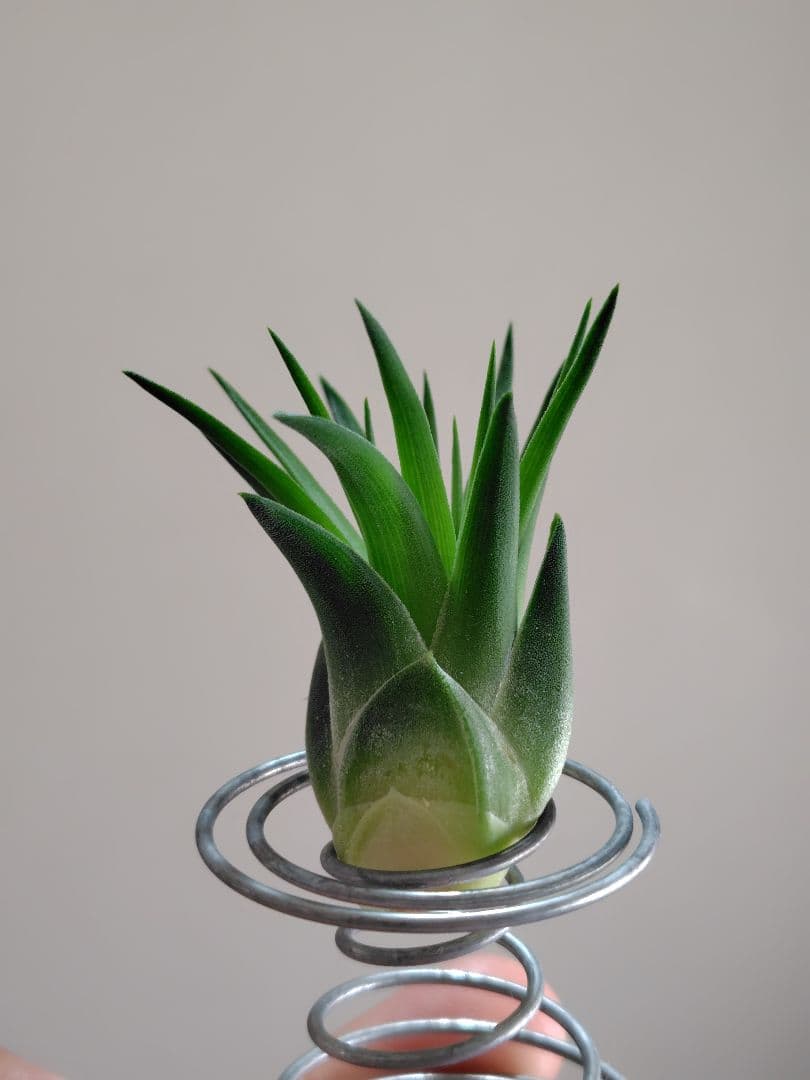 P*J様 新春セール イオナンタ ヘッジホッグ from TI