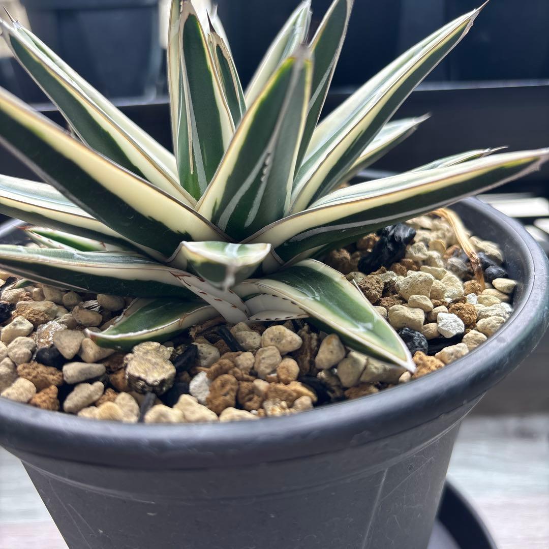 アガベ 氷山 子株付 - メルカリ