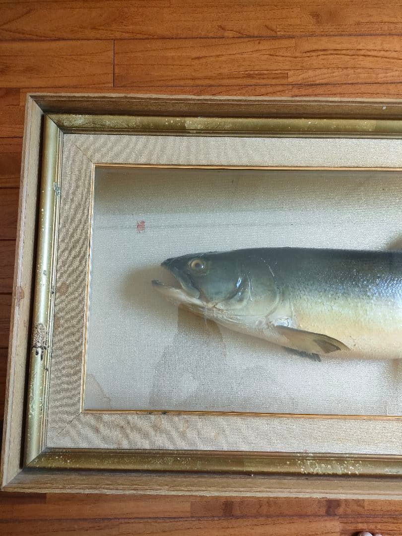 超貴重品」大型のイトウの剥製 ※取りに来られたら半額にし