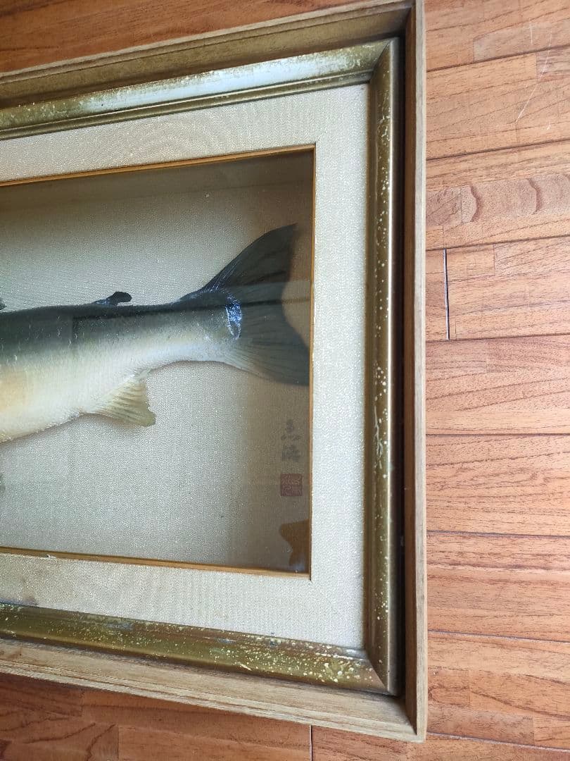 超貴重品」大型のイトウの剥製 ※取りに来られたら半額にし