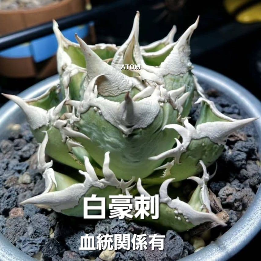 ☆同梱割600円☆独自生産☆大きめ☆①アガベ チタノタ 白豪刺 - メルカリ