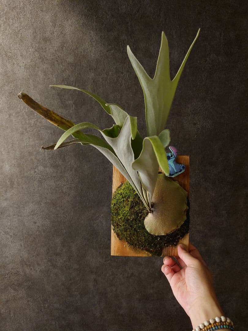 P.X-626 Stitch ビカクシダ OC - メルカリ