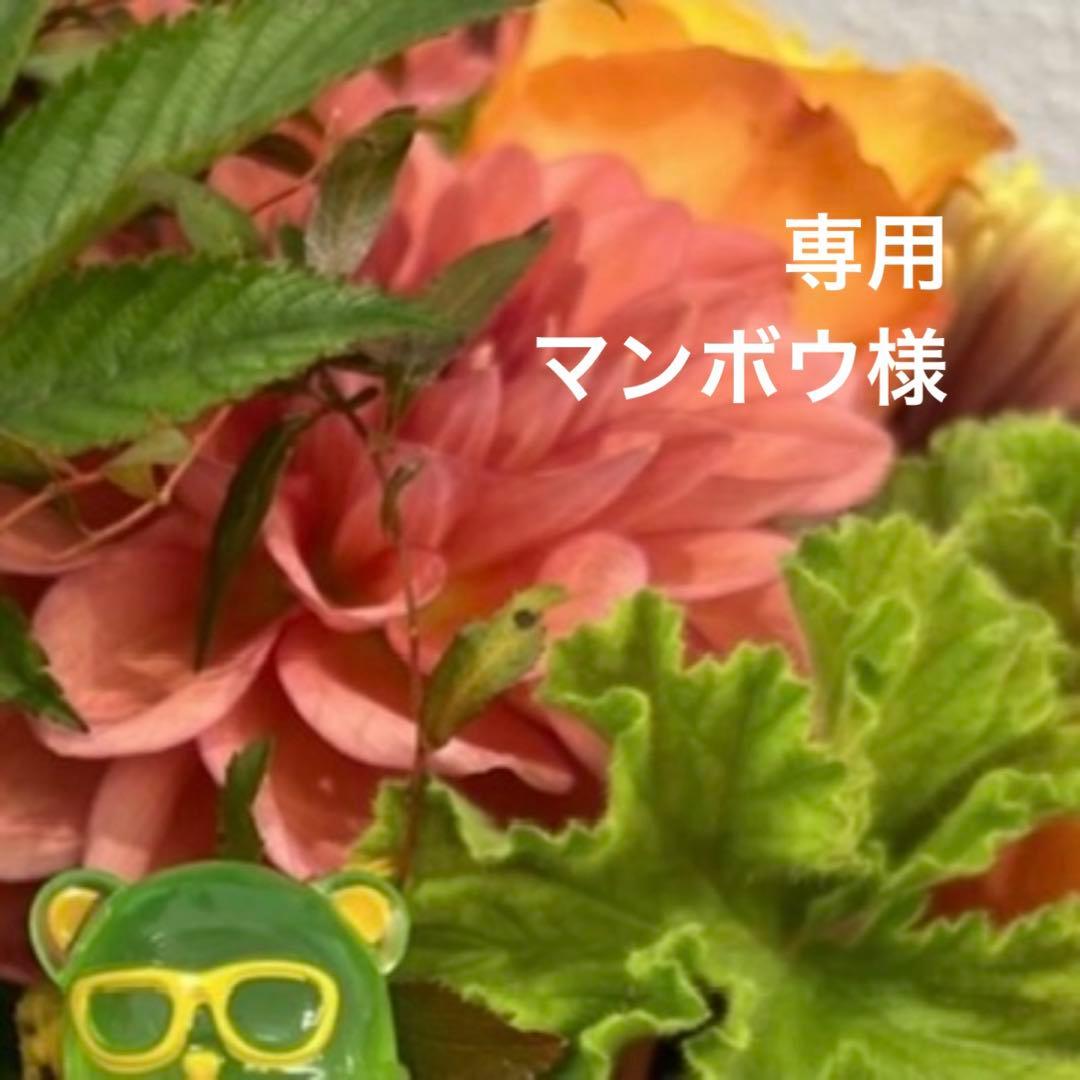 専用ページ マンボウ様 マキタ 600mm充電式ポールヘッジトリマ【MUN001GZ】 — PLOW(プラウ