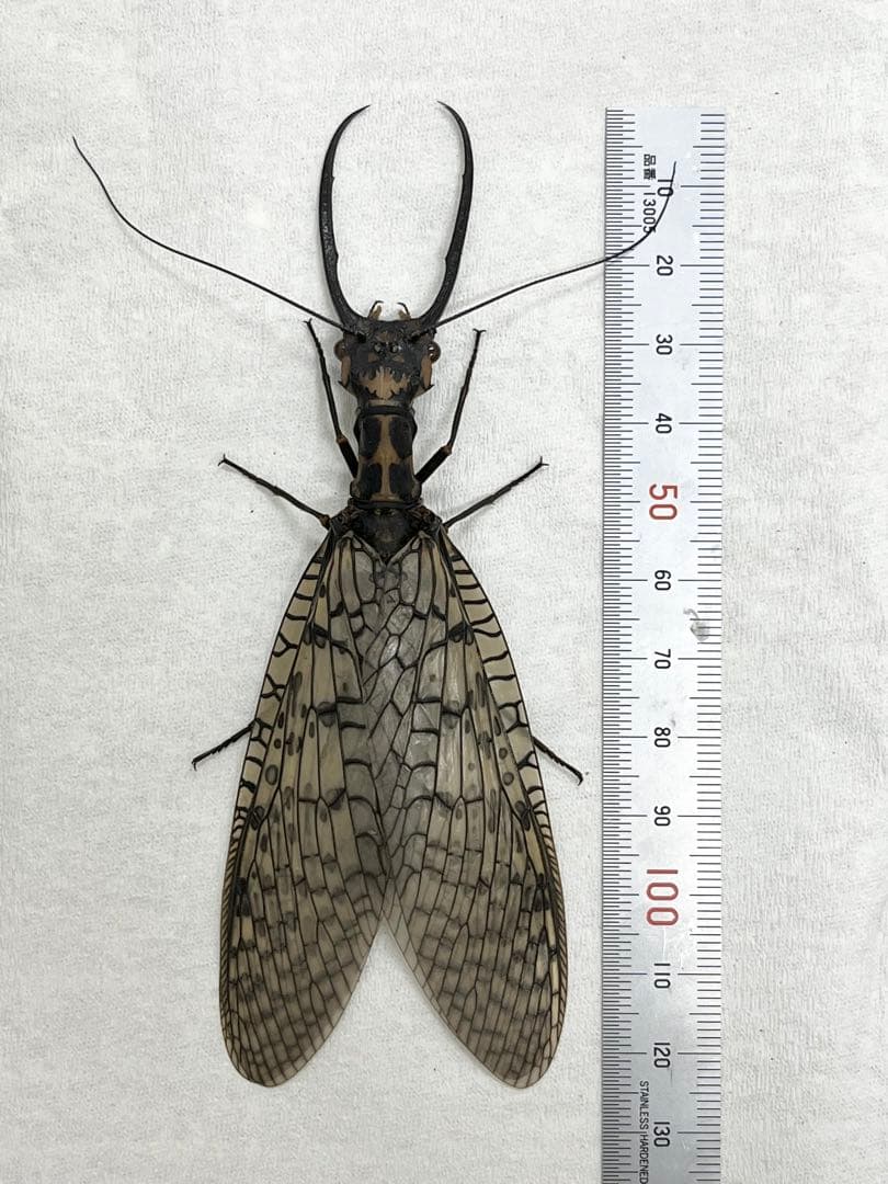 昆虫 標本 オオキバヘビトンボ 胸部に模様のある種類 125mm - メルカリ
