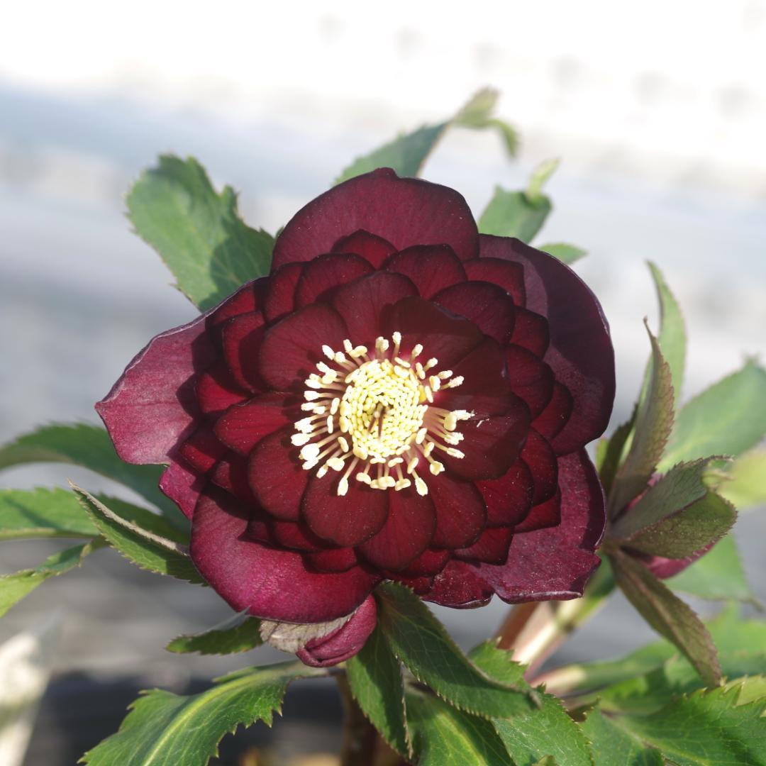 7090 多弁キラメキレッド クリスマスローズ開花 加藤農園 - メルカリ