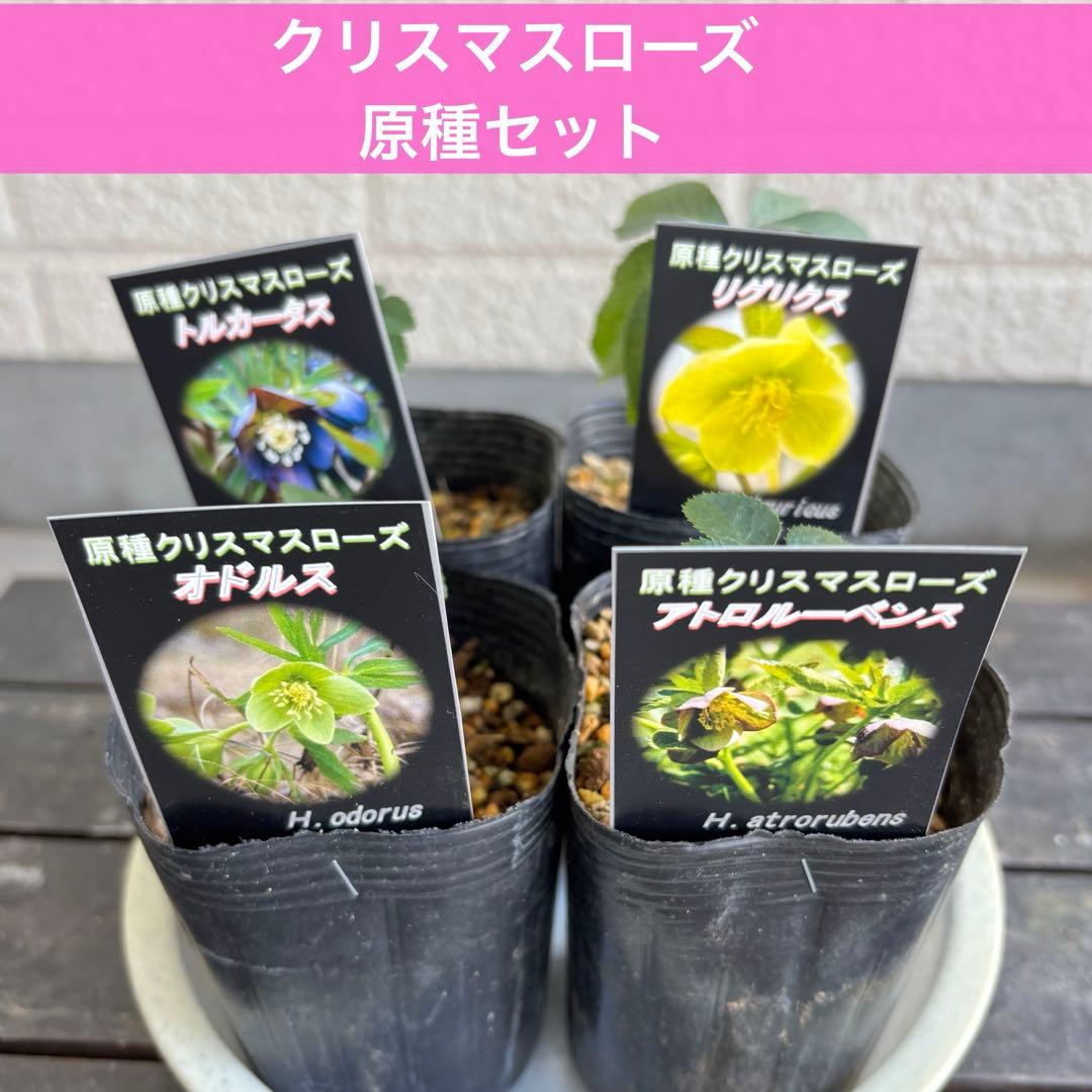 原種　クリスマスローズ 苗　クリロー　希少　クリスマスローズ