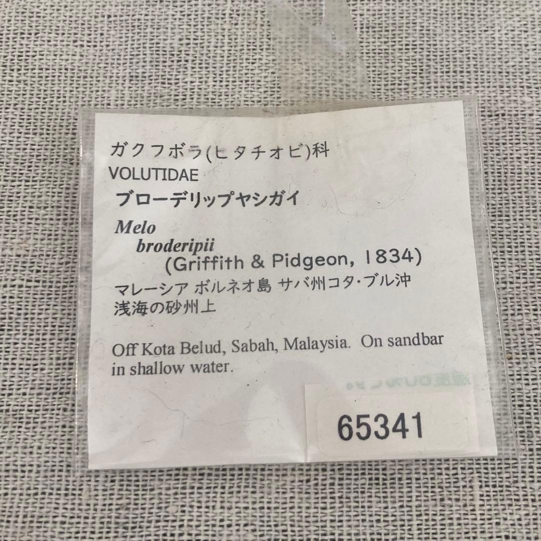 フローデリップヤシガイ インテリア装飾