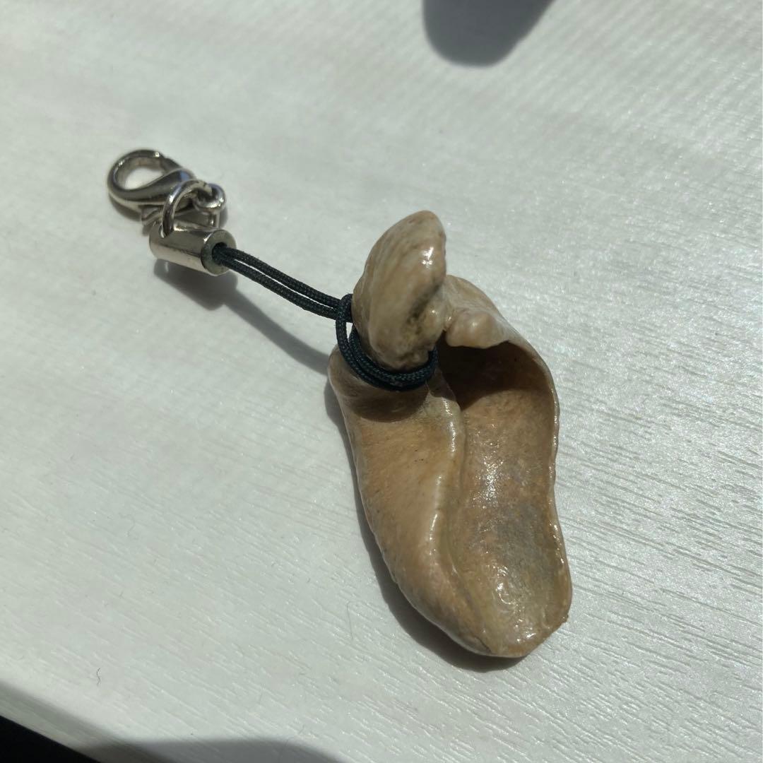 イルカの耳骨 あぶみ - メルカリ