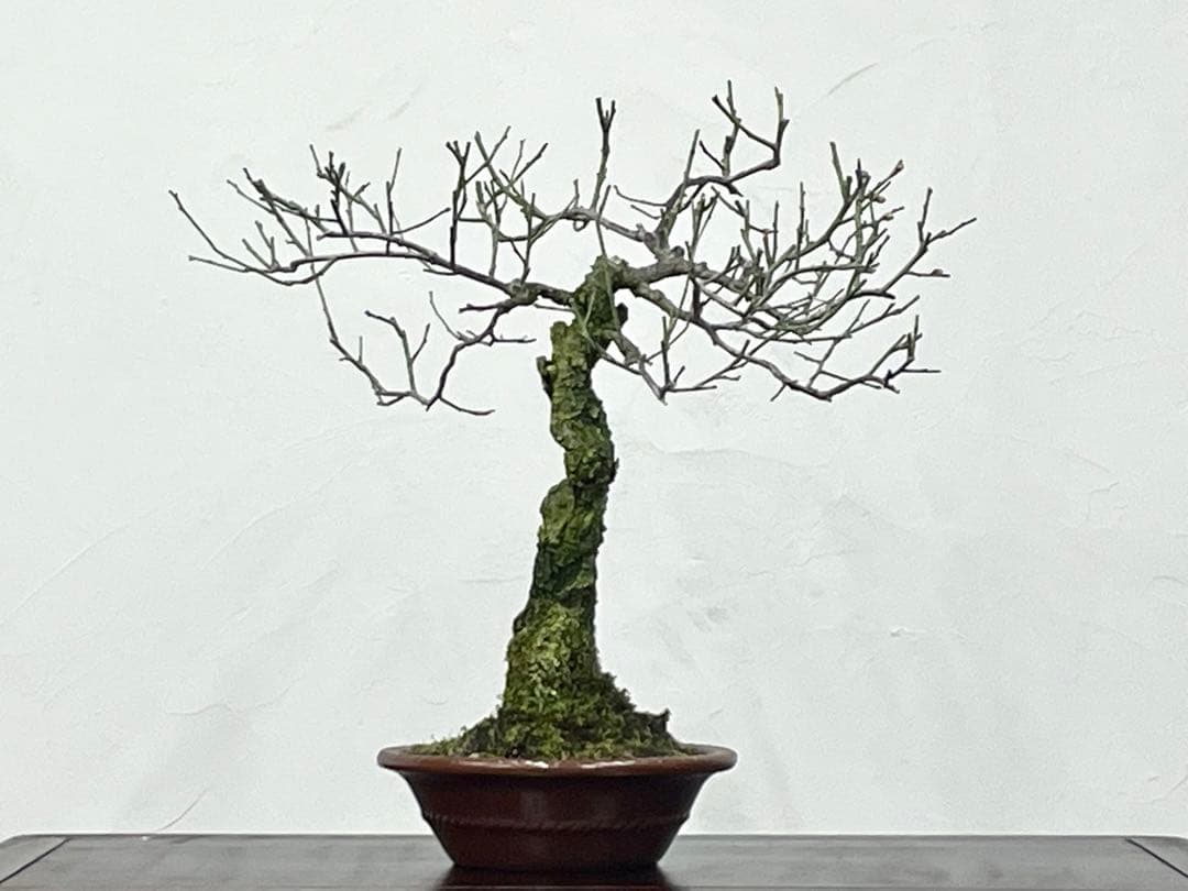 三河盆栽　野梅　盆栽　梅盆栽 盆栽 野梅 -ヤバイ-/盆栽、多肉植物、塊根植物、観葉植物通販/KIDORI