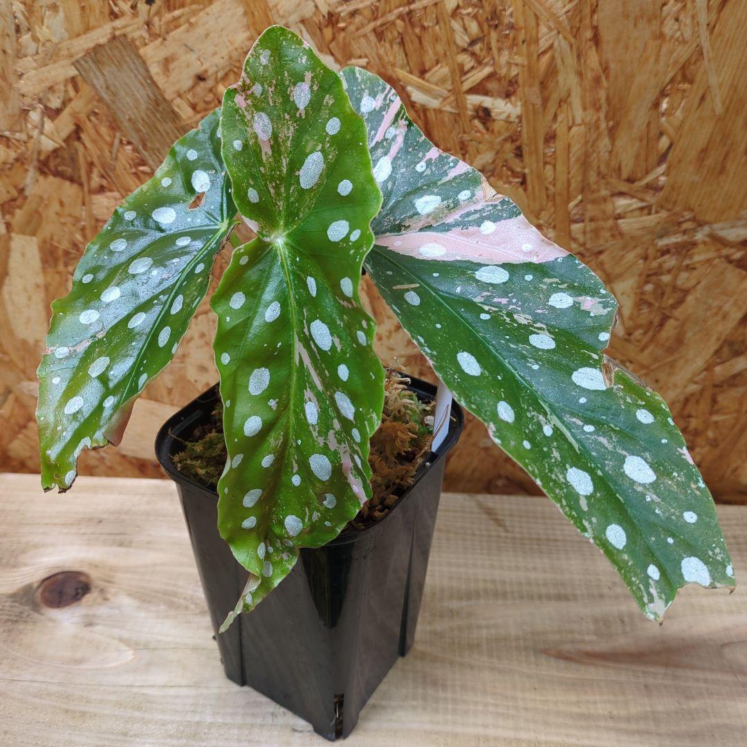 ベゴニア マクラータ 斑入り - メルカリ