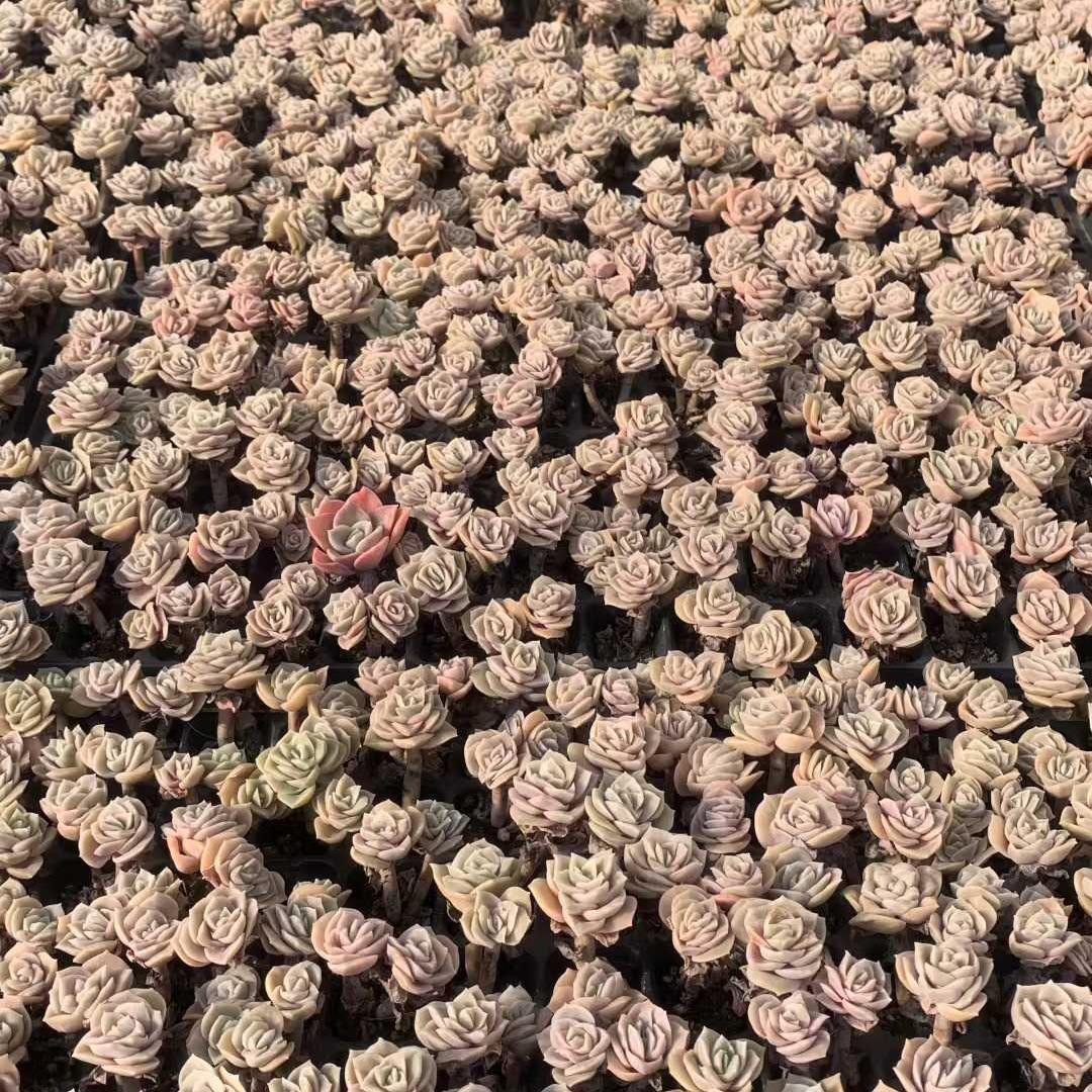 Top【選抜株】多肉植物 25442ラブリーローズ 105個 プラグトレー苗