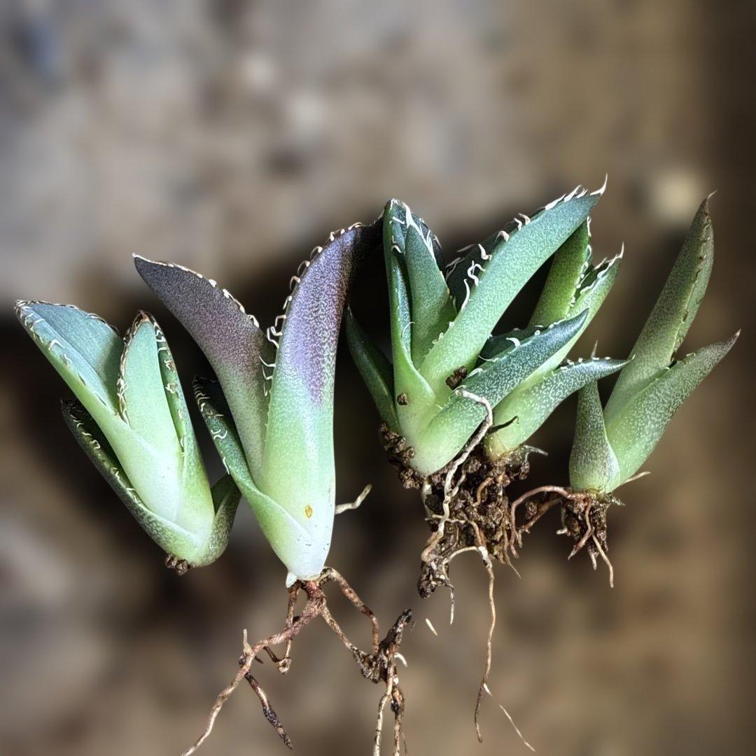 F 5株セット アガベ 青葉 オテロイ実生 選抜 チタノタ オアハカ - メルカリ