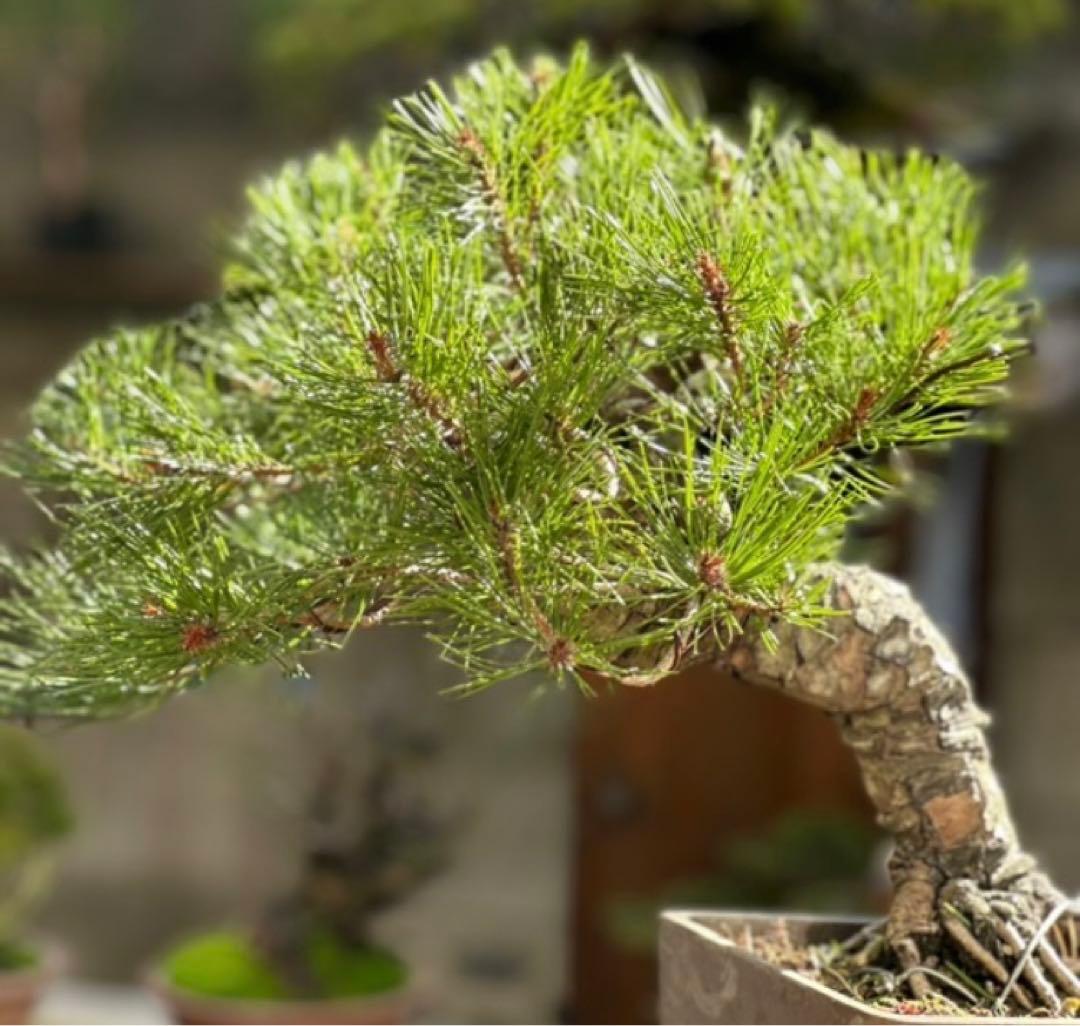 れ*れ様 黒松盆栽