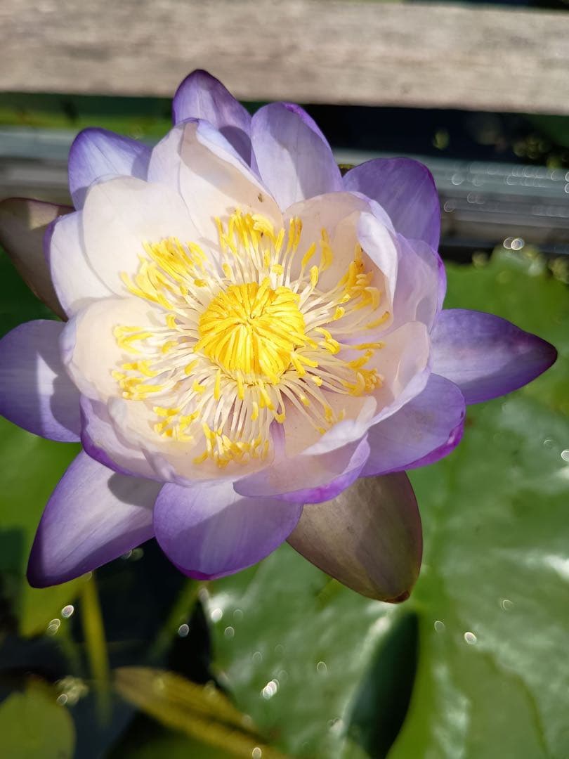 八*典様 イミュタビリスブルー バルブ 熱帯睡蓮 オーストラリア種