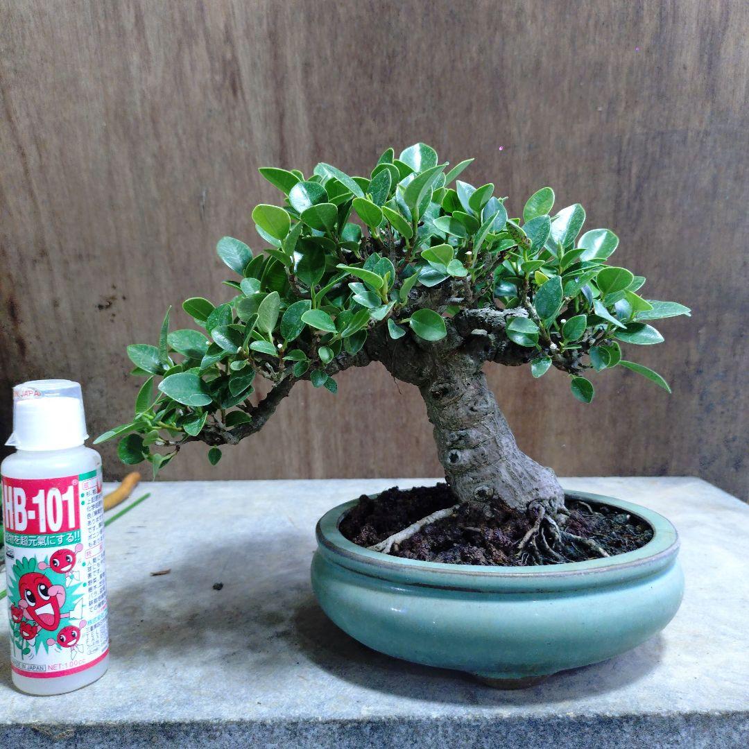 ガジュマル　誠様専門