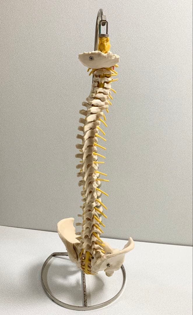人体脊椎模型 可動式 約85cmカイロプラクティック 全健会 コタロウ ドイツ製