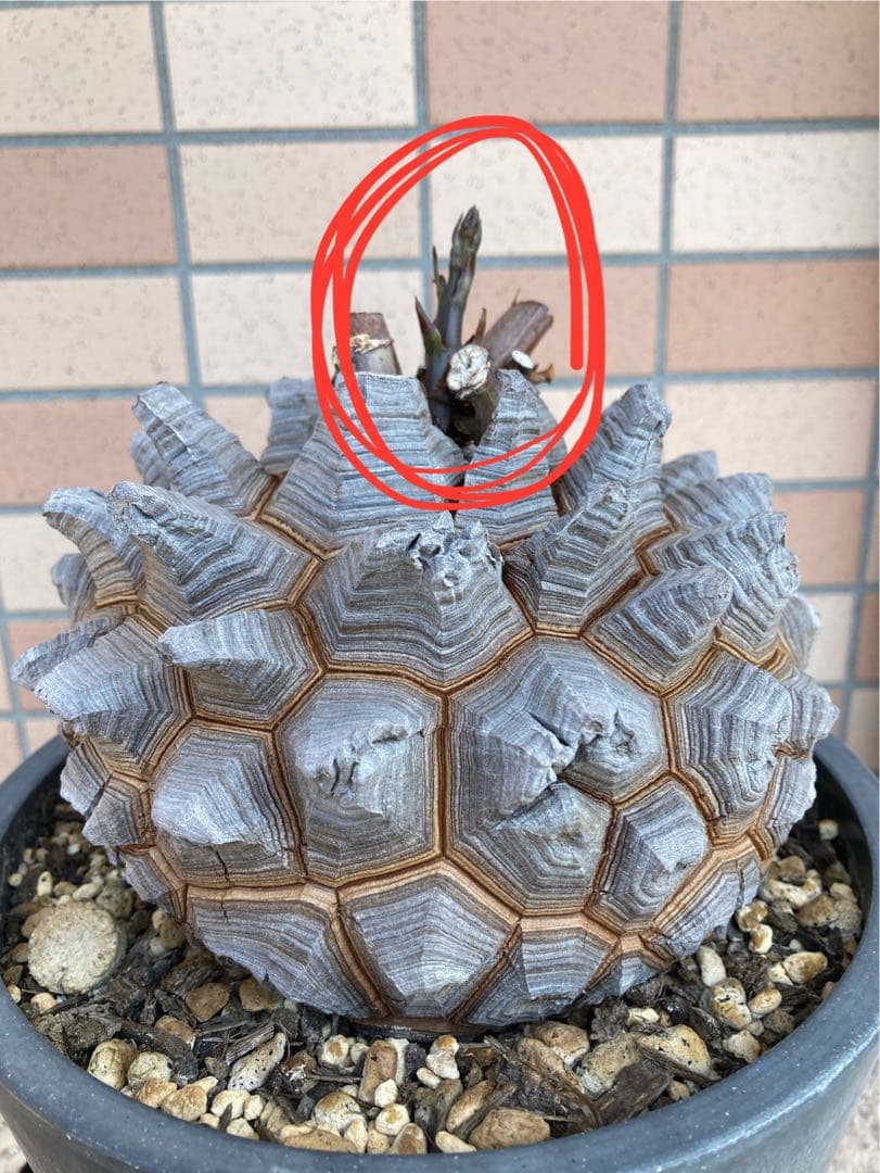 リ*ー様 【極上品】長谷川園芸 亀甲竜1-1 - メルカリ