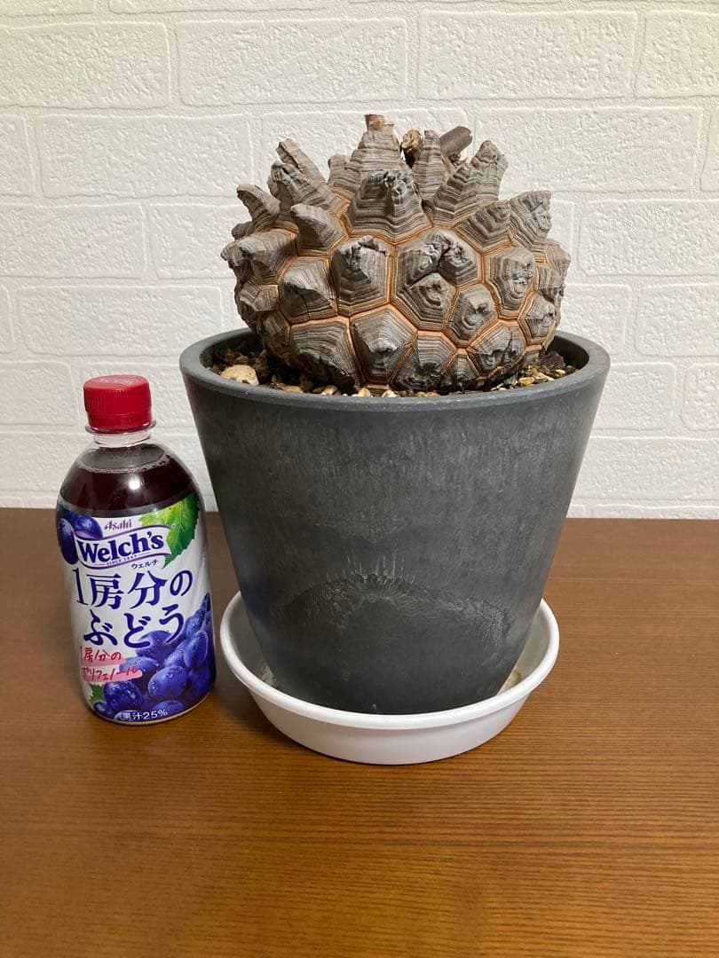 リ*ー様 【極上品】長谷川園芸 亀甲竜1-1 - メルカリ