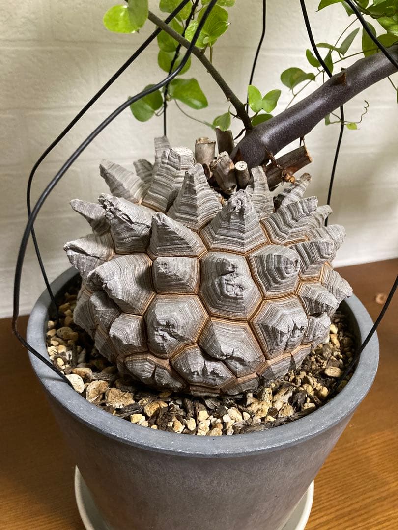 リ*ー様 【極上品】長谷川園芸 亀甲竜1-1 - メルカリ