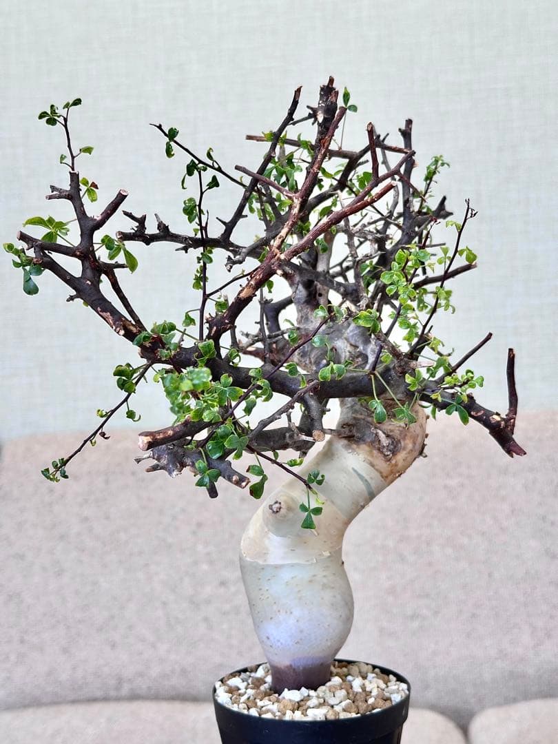 コミフォラ ピュアカタフ ソマリア産 コレクション 多枝 BOTANICAL BOX | 🌿｜コミフォラ・カタフ・ピュア 力強さと美しさを