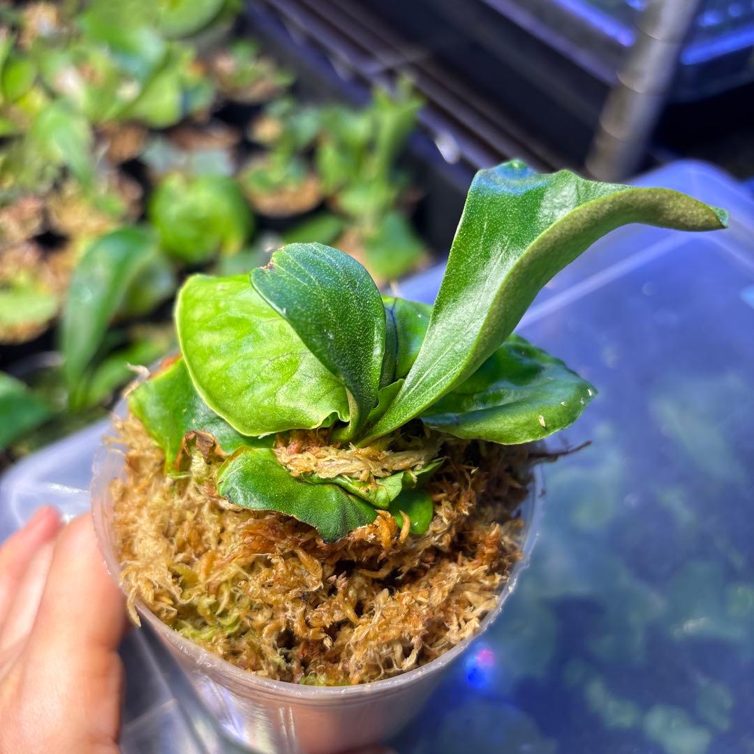 マダガスカリエンセ 胞子培養 ビカクシダ - メルカリ