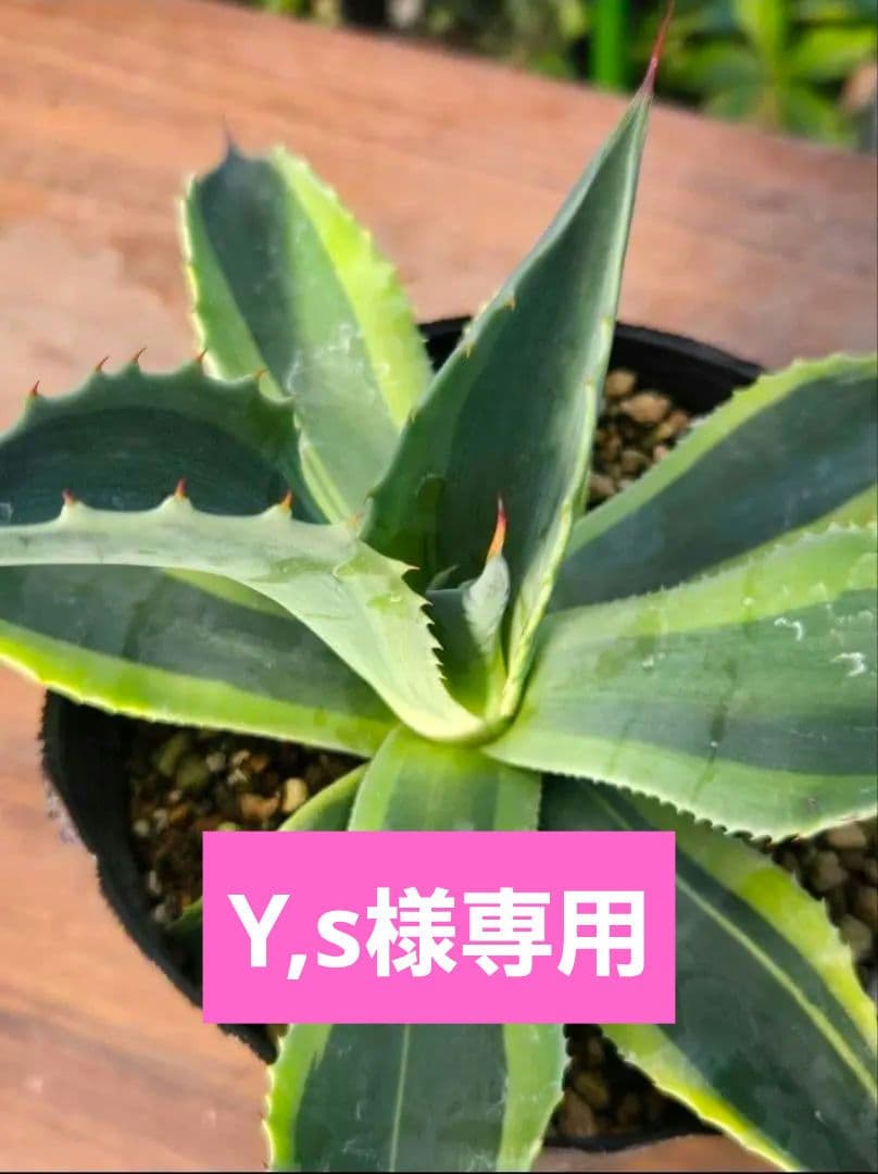 ☆ポットごと☆アガベ☆オバティフォリア オルカ☆希少☆4号ポット