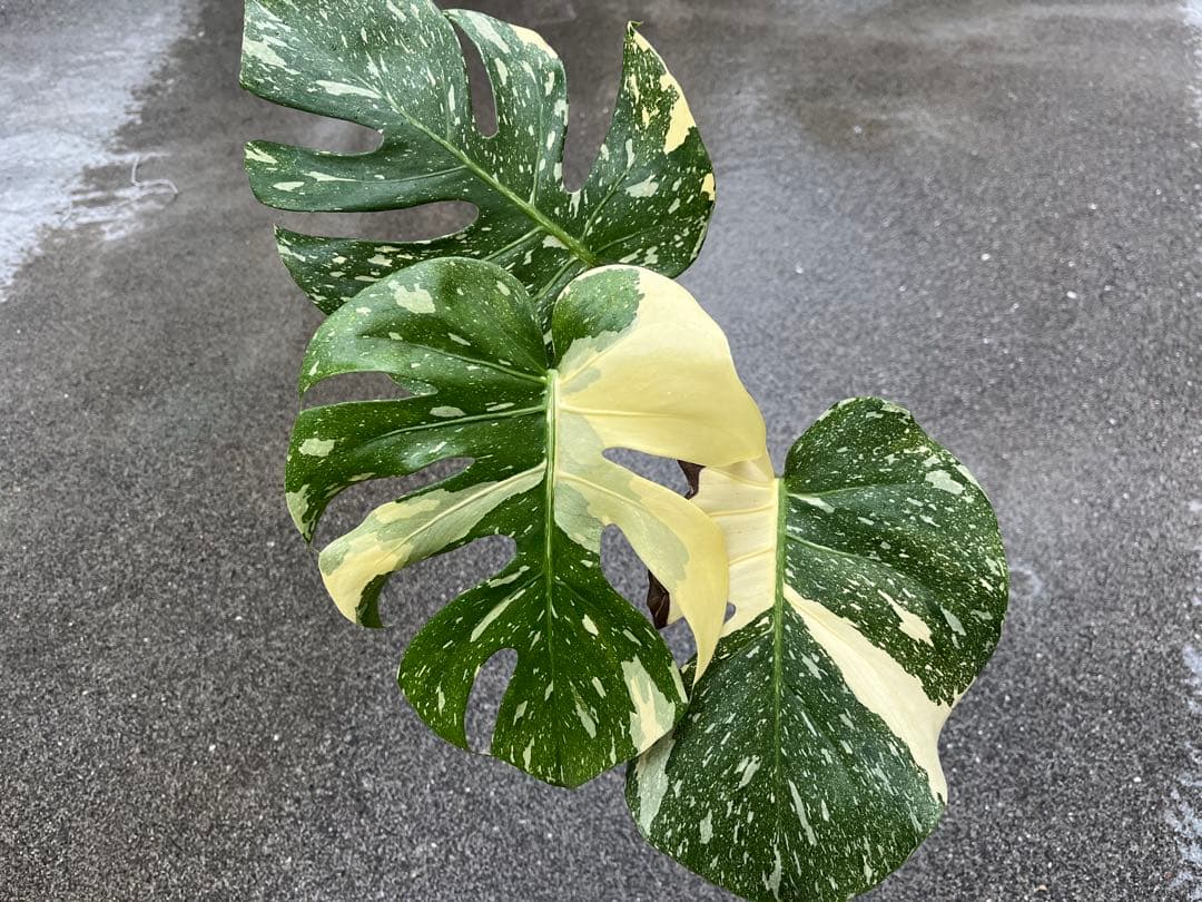 メ*1様 モンステラ デリシオーサ タイコンステレーション 検索 アイボリー ス