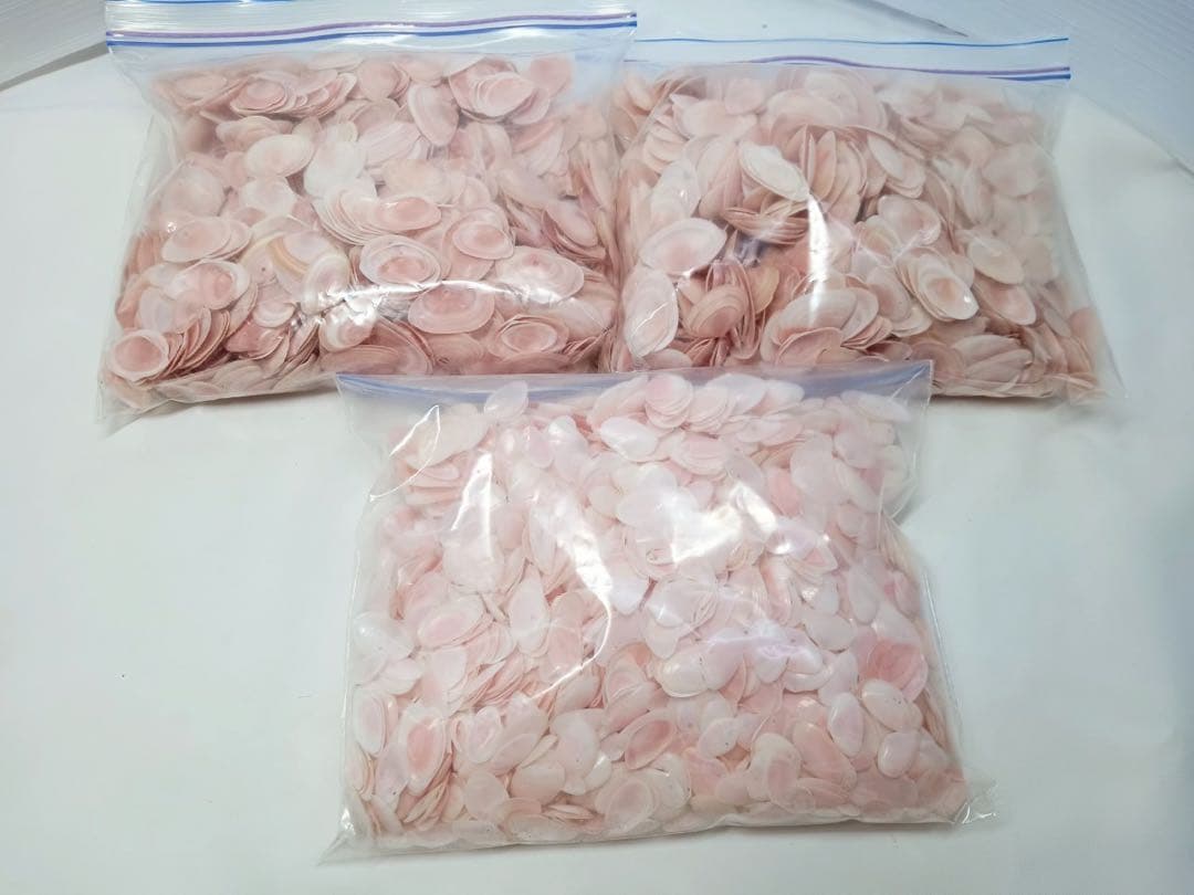 天然 桜貝 さくら貝 貝殻 中2 小1 計 約1kg+57インテリア パーツ