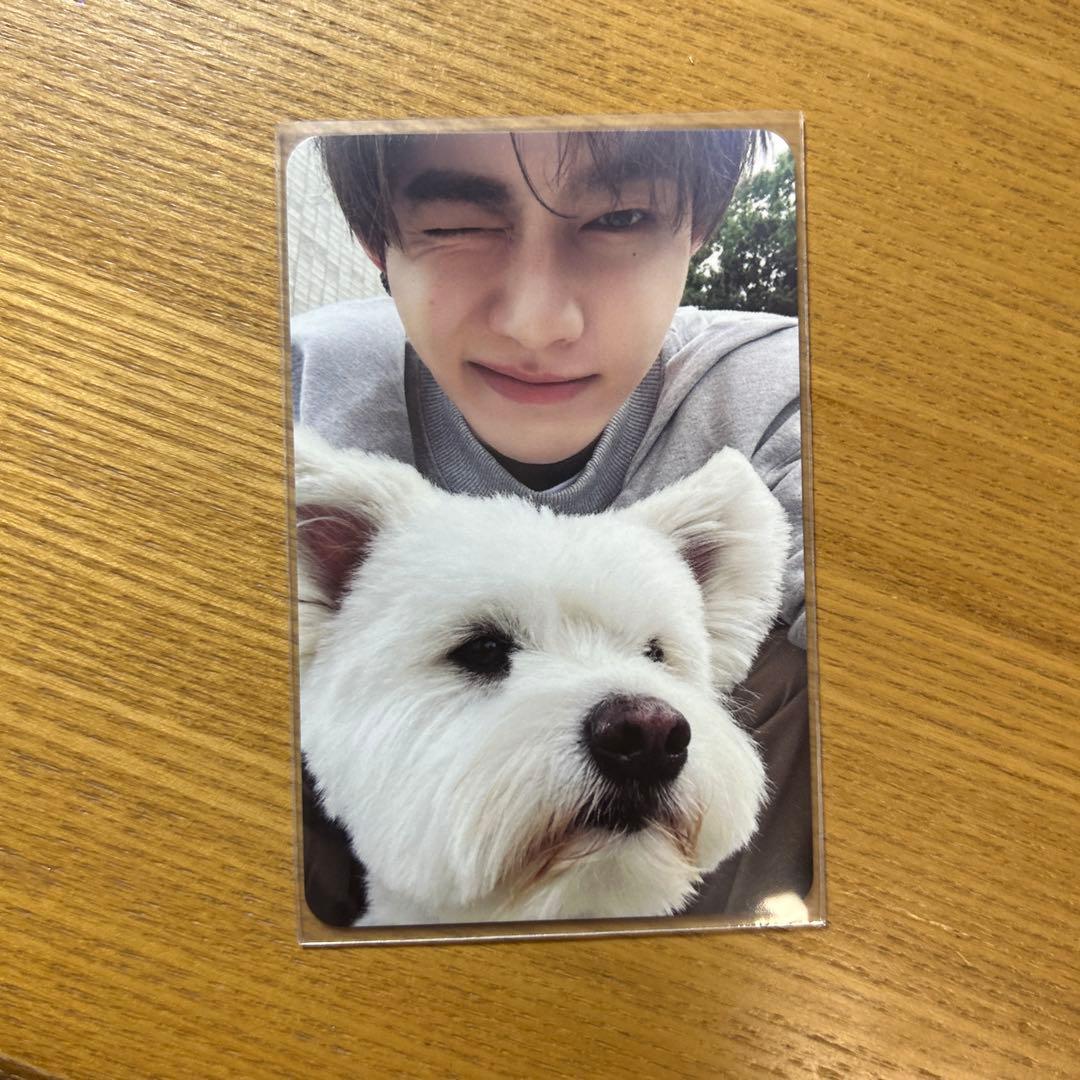 ZB1 ゼベワン ジャンハオ 封入 犬 トレカ - メルカリ