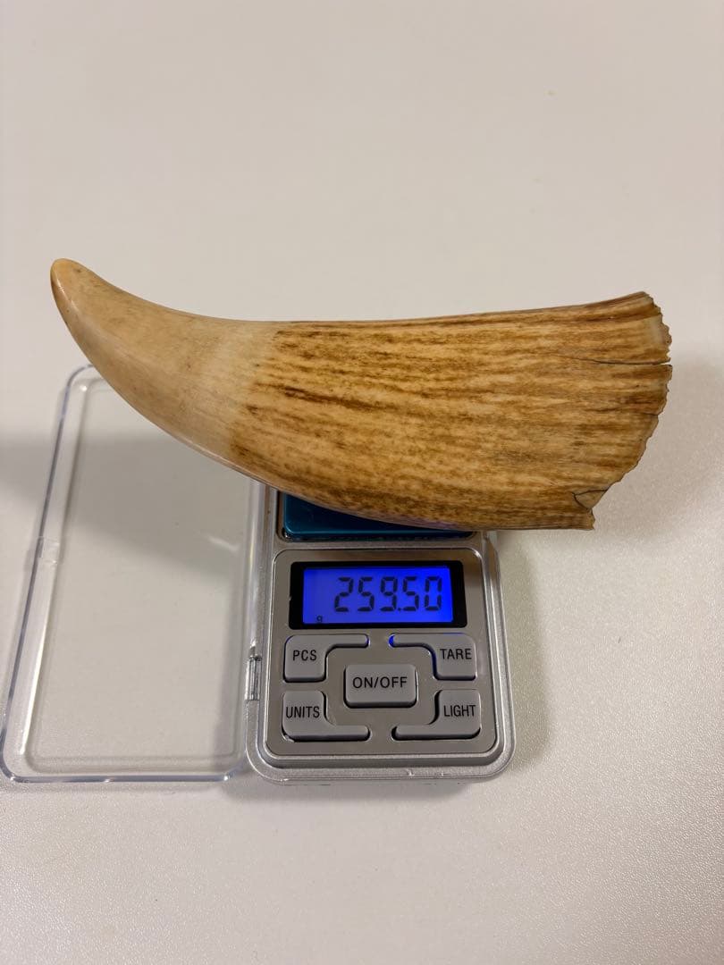 【⭐️希少⭐️】鯨の歯 マッコウクジラ 重量約259.5g