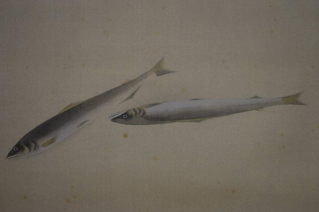 複製/速水御舟/鮎図/工芸/布袋屋掛軸HI-308