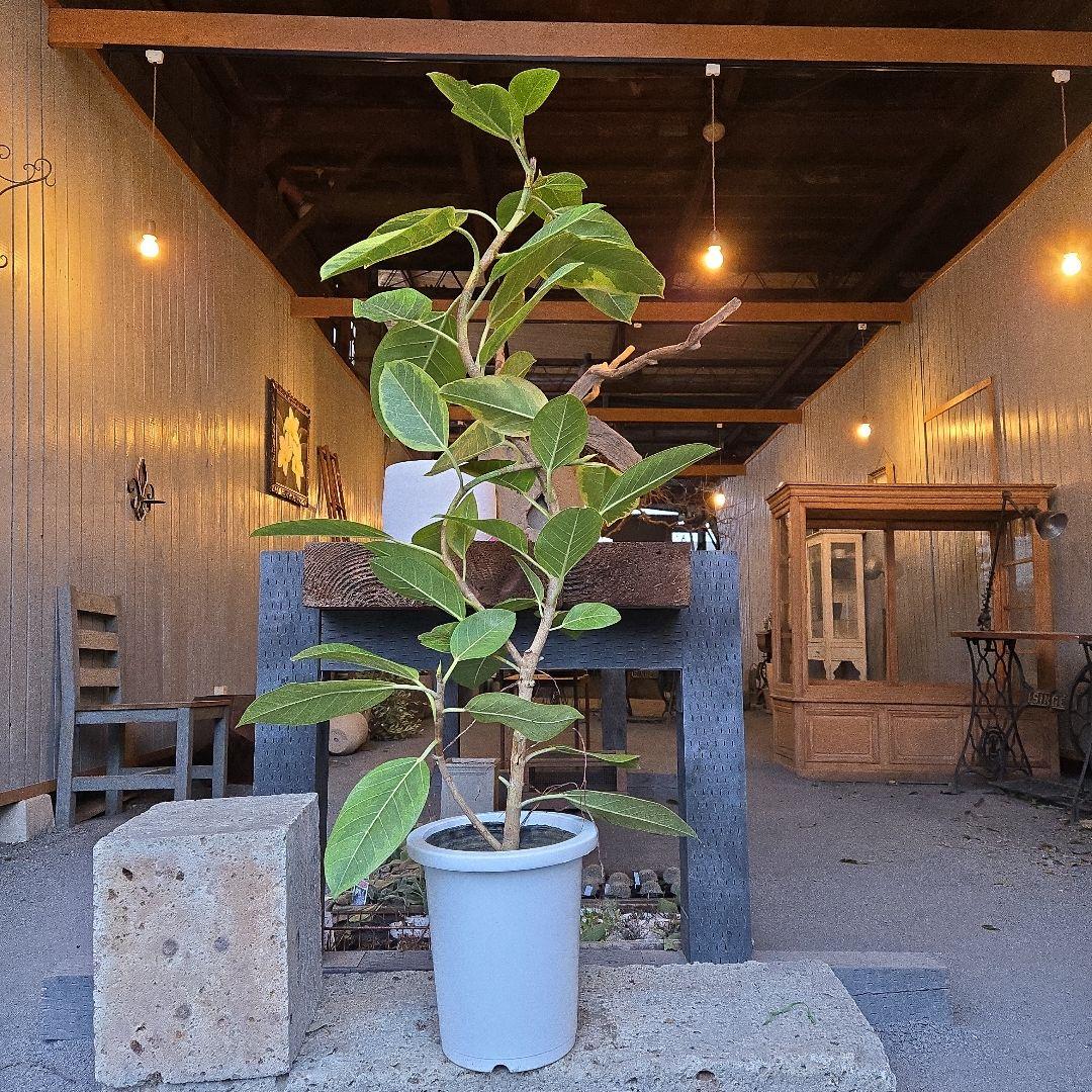 ②　フィカス　アルテシマ　曲がり仕立て8号　特大苗木最高等級極上品‼️ 観葉植物 フィカス アルテシマ 曲がり（8号鉢）｜HanaPrime（ハナ