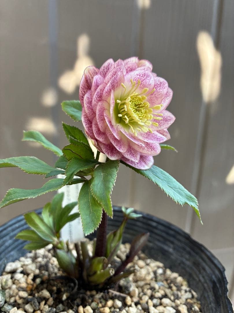 クリスマスローズ♡DDミストピンク