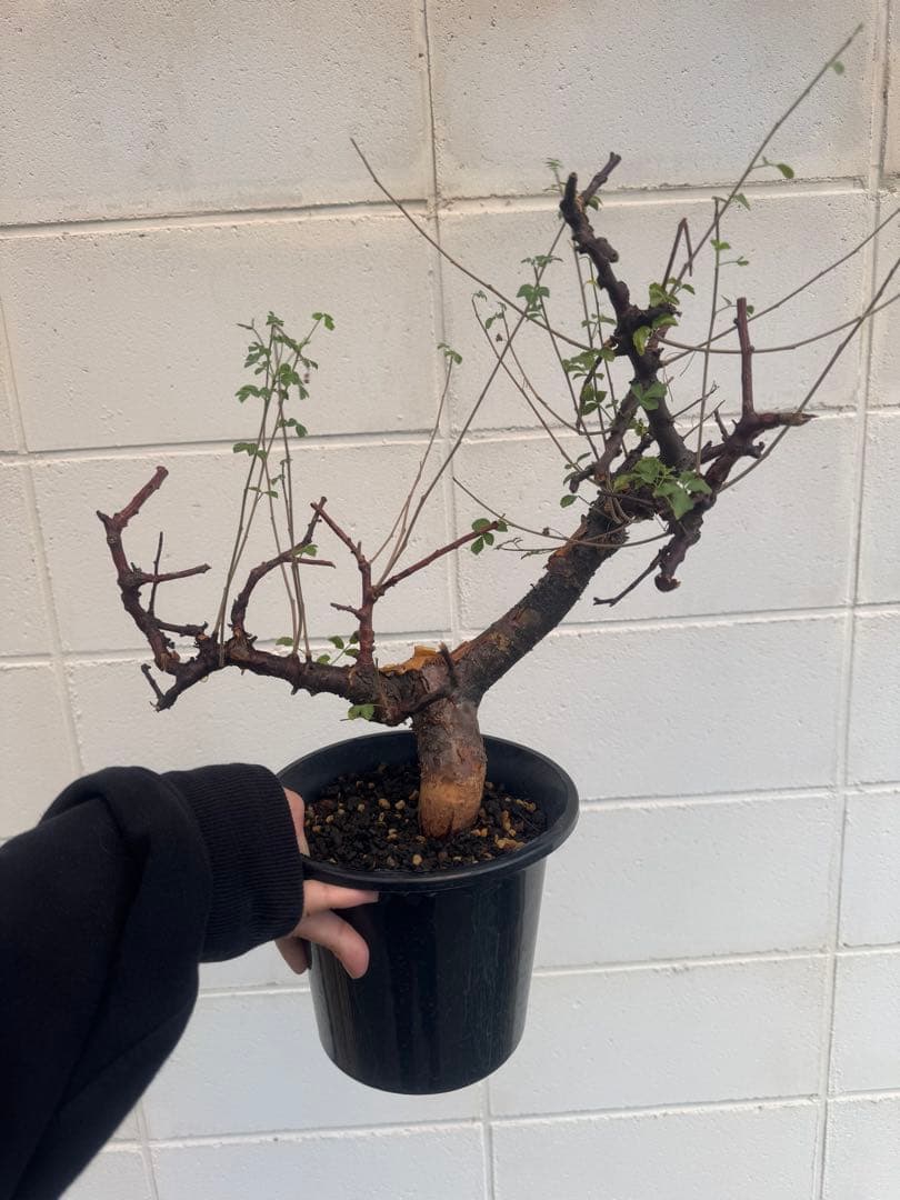 コミフォラ　ボラネンシス コミフォラ ボラネンシス Commiphora boranensis #コミフォラボラネン