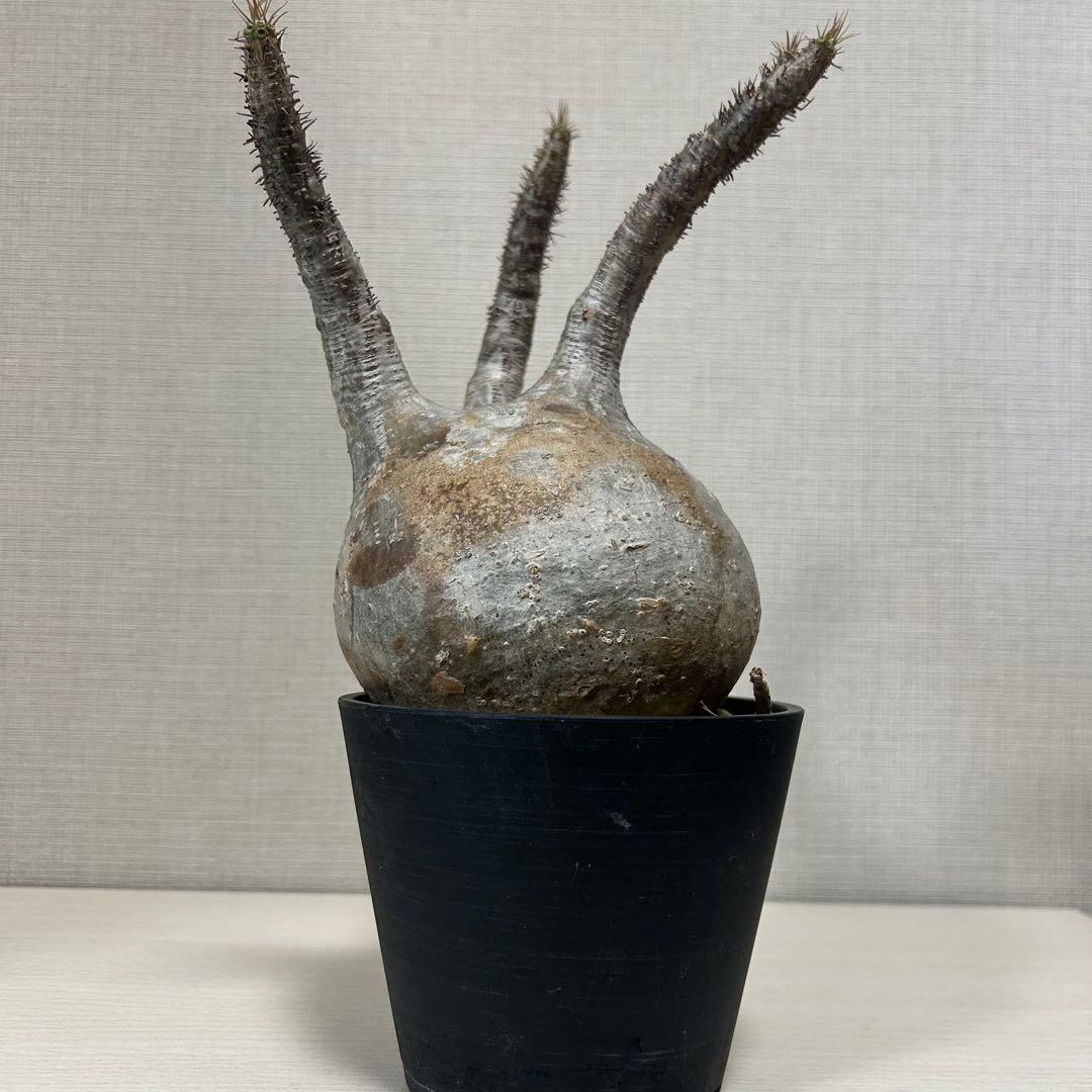 パキポディウム・グラキリス⑧発根済み　現地球