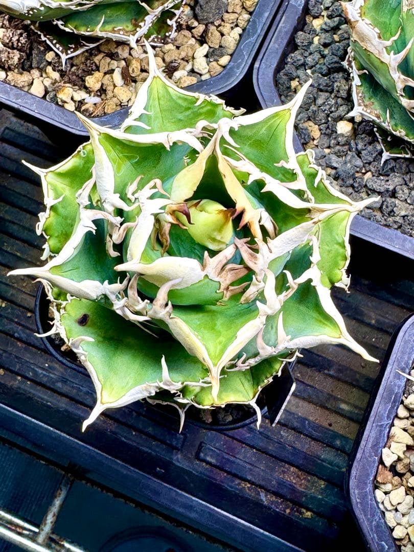 アガベ CJ Special（ホオジロタイプ） - メルカリ