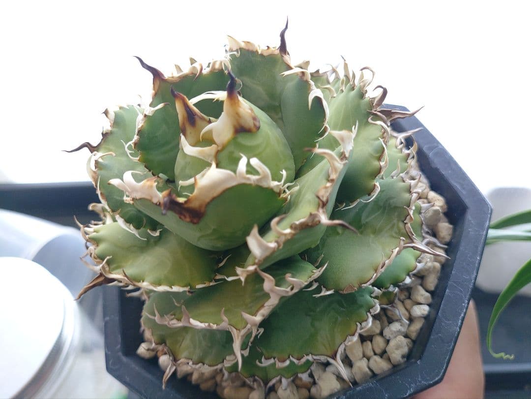 アガベ　フィリグリー　メルカリ便　子株付き