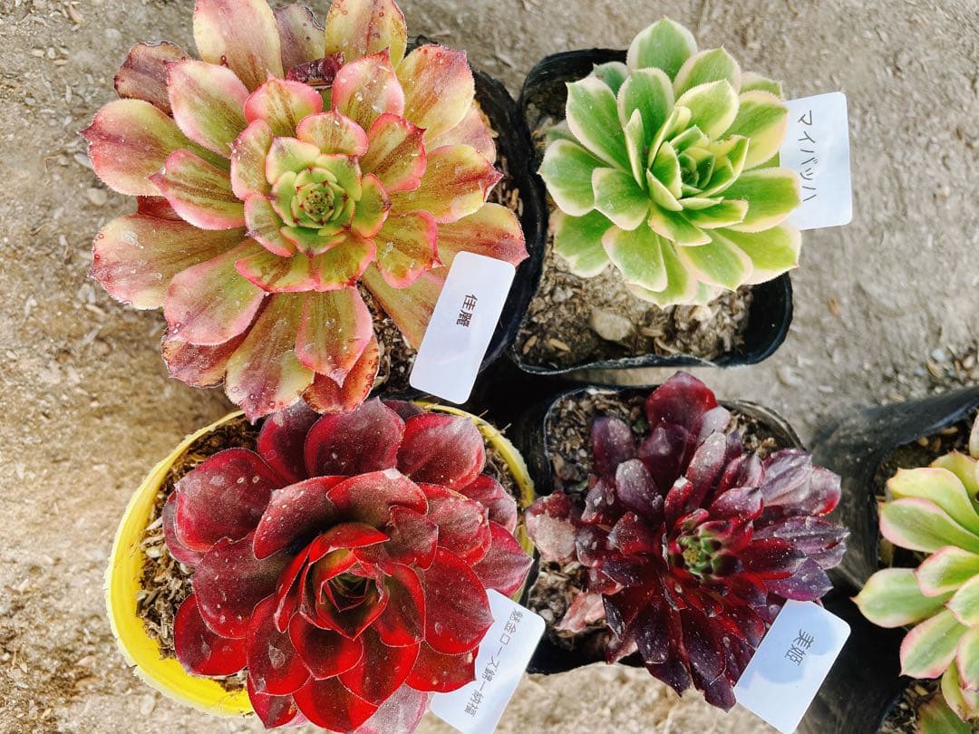 32 多肉植物 アエオニウム 抜き苗 4種セット - メルカリ