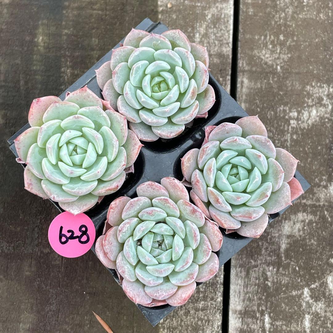 NEW❗️628 多肉植物 エケベリア 挽紗 抜き苗 4苗セット❣️ - メルカリ