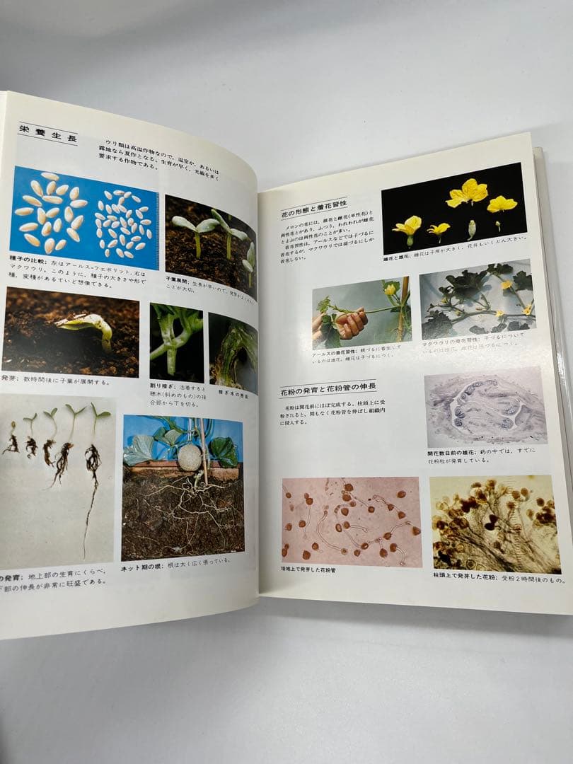 野菜園芸大百科 (4) 第2版 メロン - メルカリ