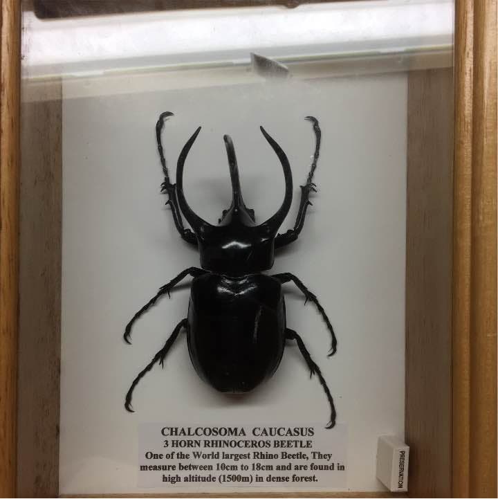 コーカサスオオカブト 標本 - メルカリ