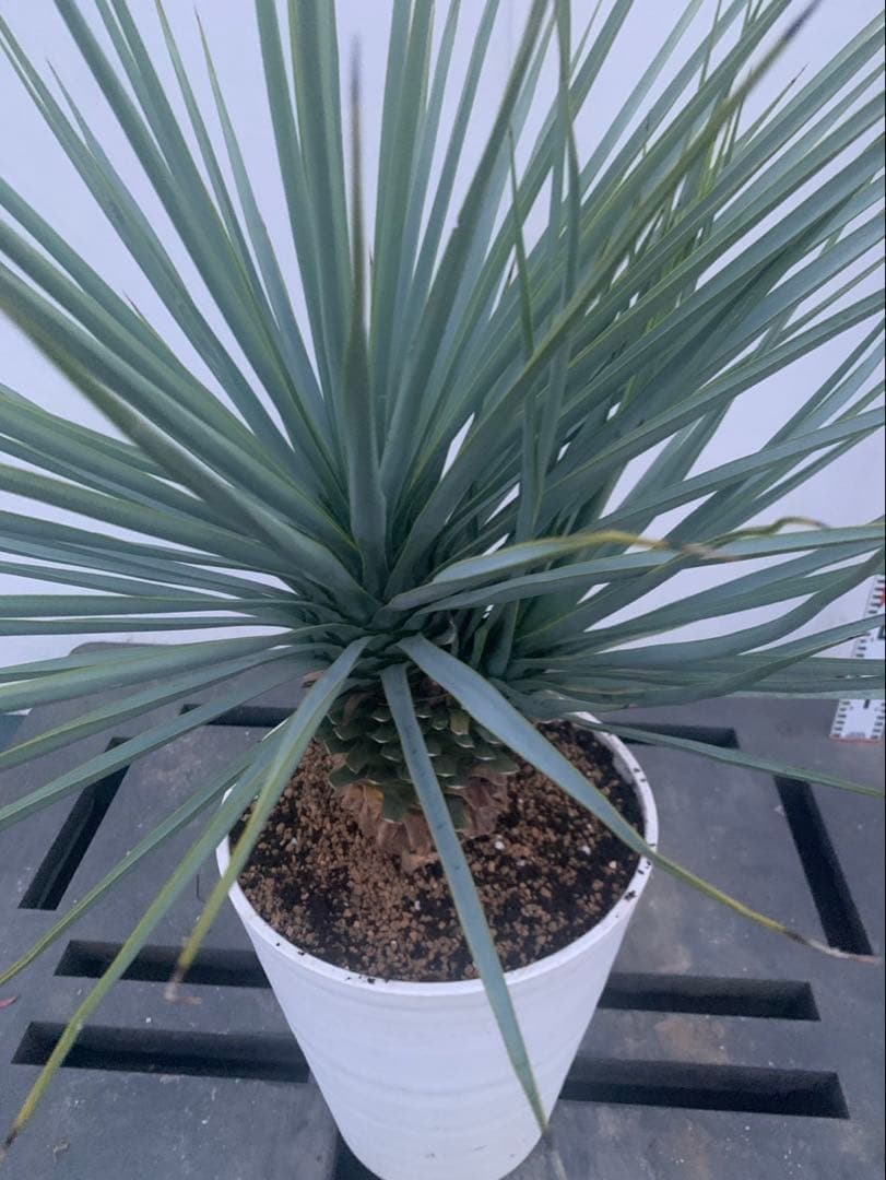 新着フラワー・ガーデニング - ユッカ リギダ 分頭 白鉢