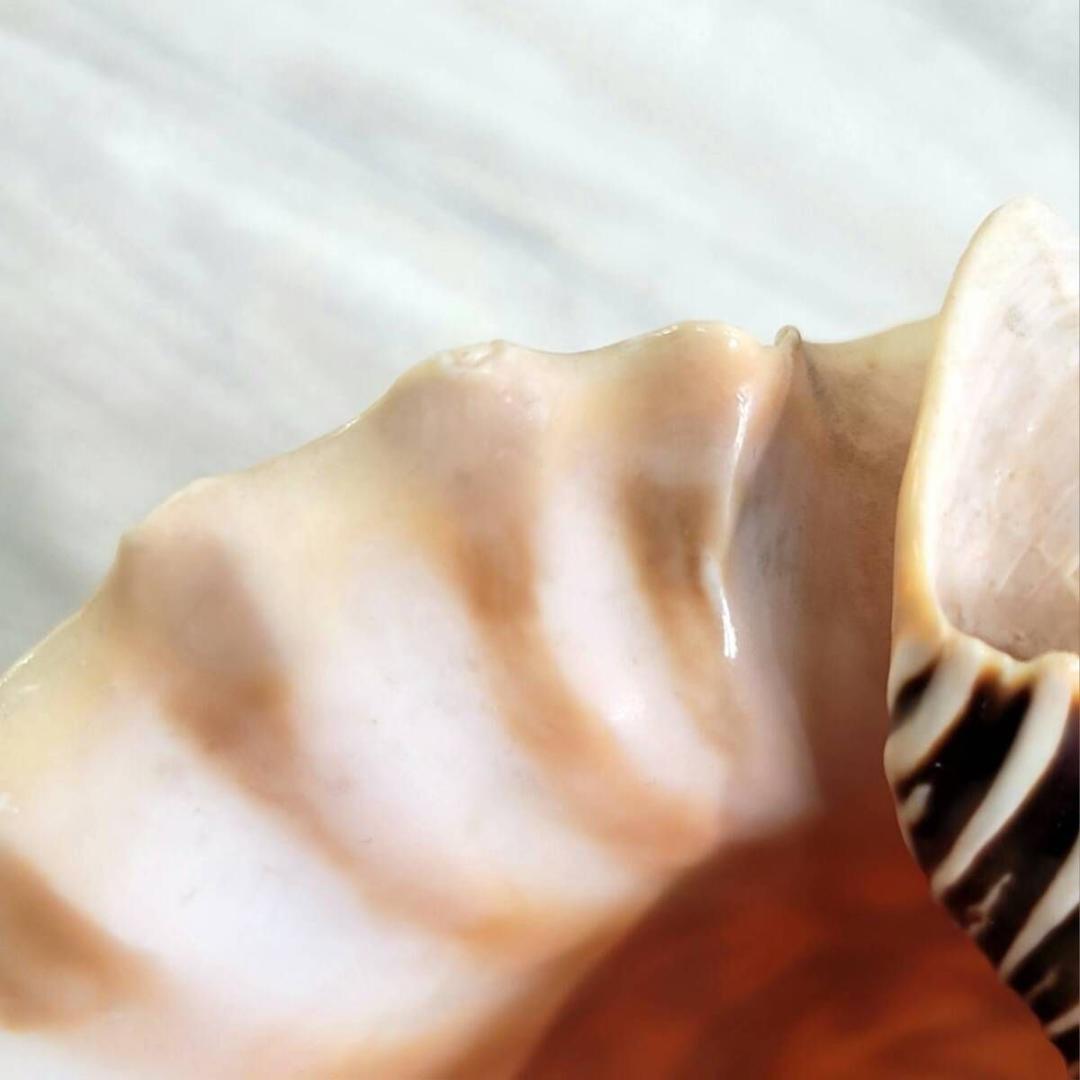 法螺貝 ホラ貝 約38cm 重量1276g(紐込) 山伏 修験道 魔除け 現状品