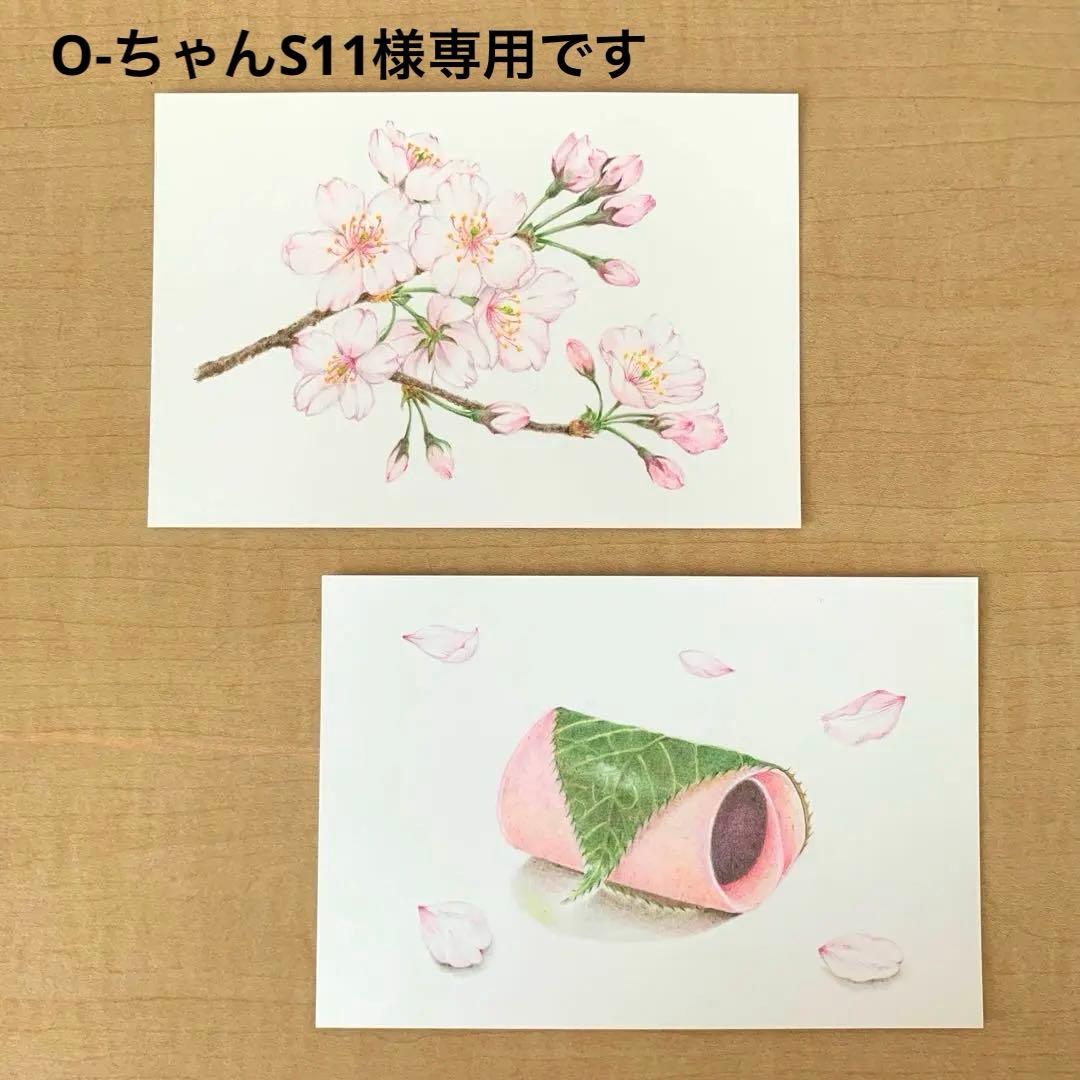 O-ちゃんS11です　色鉛筆画