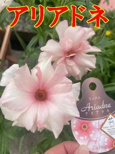 NEO様専用 ラナンキュラス ラックス 6鉢 - メルカリ