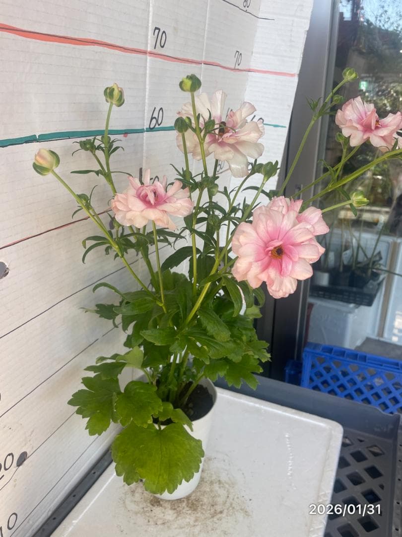 NEO様専用 ラナンキュラス ラックス 6鉢 - メルカリ