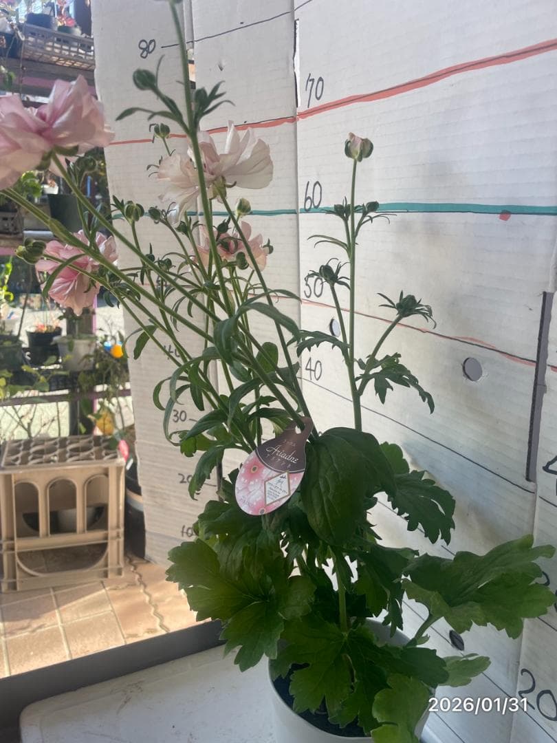 NEO様専用 ラナンキュラス ラックス 6鉢 - メルカリ